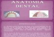 Anatomia Dental Diapo[1]