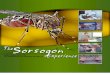 The Sorsogon Experience-Breathing New Life to Lymphatic Filarisis Patients.pdf