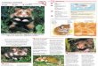Wildlife Fact File - Mammals - Pgs. 41-50