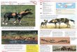 Wildlife Fact File - Mammals - Pgs. 101-110