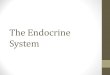 Endocrine System Dors