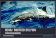 Rough Toothed Dolphin Facts