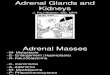 Adrenals and Kidneys