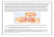 anatomy and physiology of Respiratory System