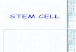 Stem Cell Power p