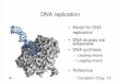 BIOL2146 DNA Replication and Gene Expression