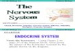 The Nervous System and Reflex Arc (GCSE)