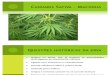 Cannabis Sativa – Maconha