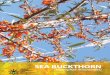 Sea Buck Thorn