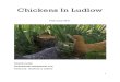 Chickens in Ludlow for Public Viewing