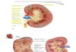 Kidney Structure & Histology