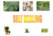 Self Healing- BK Shukla