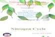 Nitrogen and Sulphate  Assimilation Presentation
