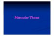 Histology, Lecture 5, Muscular Tissue (slides)