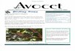 June-July 2006 Avocet Newsletter Tampa Audubon Society