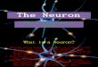 The Neuron (bigger slides)