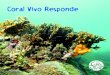 Coral Vivo Responde