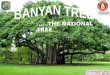 Banyan tree - Green India