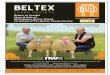 J36 Beltex Sheep Sale - Friday Evening 18th September 2015