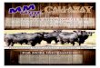 MM Cattle Co. and Collaway Cattle Co. 3rd Annual AffordaBULL Sale