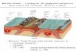 University of Alberta – Mountain Studies: A geological and geophysical perspective