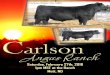 Carlson Angus Ranch 34th Annual Bull Sale