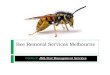 Bee removal services melbourne - JML Pest Control