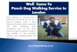 Dog day care in London | Pooch Dog Walking