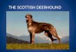 Deerhound, irish wolfhound 2015