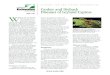 Canker and Dieback Diseases of Leyland Cypress
