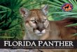 A Guide to Recognizing the Florida Panther, Its Tracks and Sign