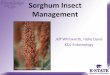 H. Davis and J. Whitworth: Sorghum Insect Management
