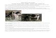 Planet Holstein Sale Updates Thursday, October 6, 2016 ~ 6:30pm 
