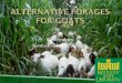 Alternative Forages for Goats