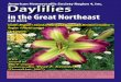 Daylilies in the Great Northeast
