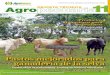 Pastos mejorados para ganadería de la selva