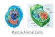 Plant & animal cell
