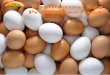 Commercial Egg Production Guide