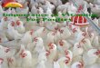 Vitamins Deficiencies in  Poultry Causes ,Effect & Treatment