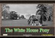 The White House Pony