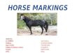 Markings of Horses by Dr Sunil kumar