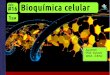 1EM #16 Bioquímica Celular (2016)