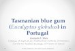 Tasmanian blue gum in Portugal