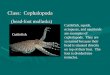 Class Cephalopoda Notes