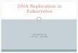 Dna replication in eukaryotes