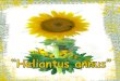 Heliantus annus