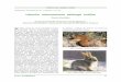 Historia udomowienia dzikiego królika History of wild rabbit 