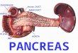Anatomy of the Duodenum, Pancreas and Spleen