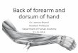 Anatomy of Back of fore arm and dorsum of hand