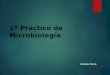 Microbiologia observacion microscopica y medios de cultivo y aislamiento bacteriano